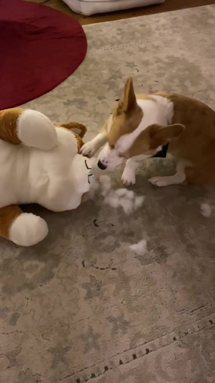 Corgi Dog Soft Stuffed Plush Toy – Gage Beasley