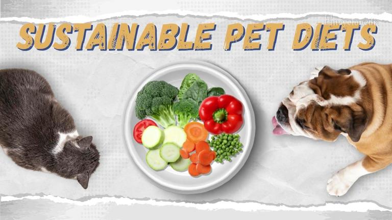 Sustainable Pet Diets: A Leading Effective Altruism Issue