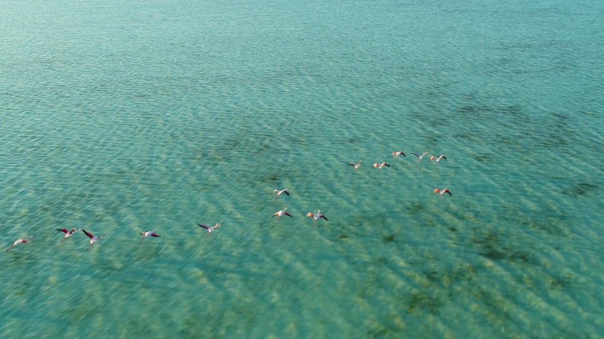 aerial view of bird flock at jubail mangrove park in abu dhabi uae