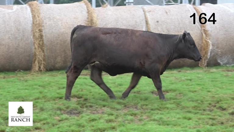 Lot 164 M312