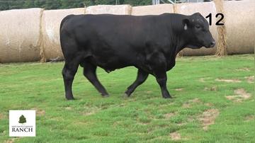 Lot 12 M051