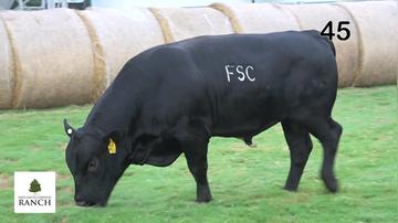 Lot 45 M156