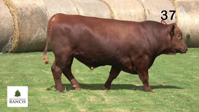 Lot 37 M101