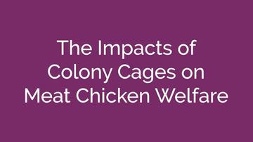 Meat Chickens and Colony Cages
