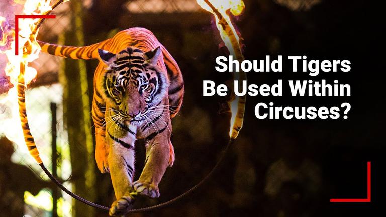 Should Tigers Be Used Within Travelling Circuses? ?