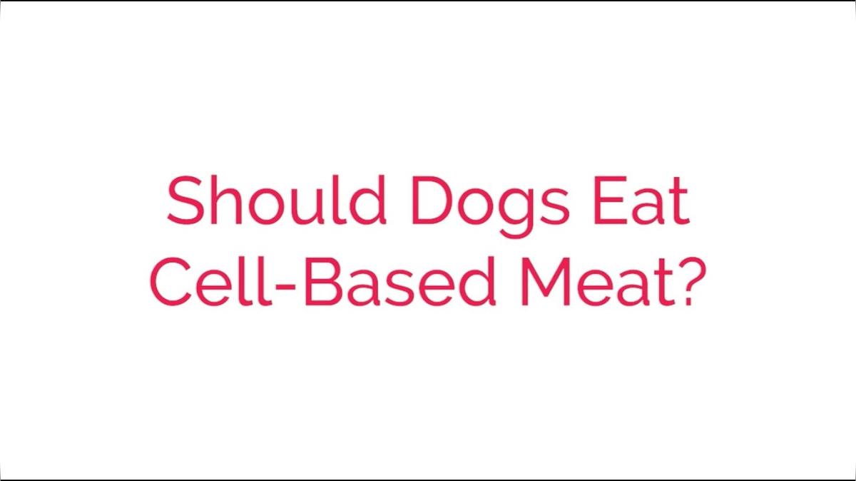 Should Dogs Eat Cell Based Meat?