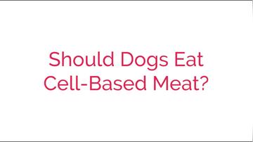 Should Dogs Eat Cell Based Meat?