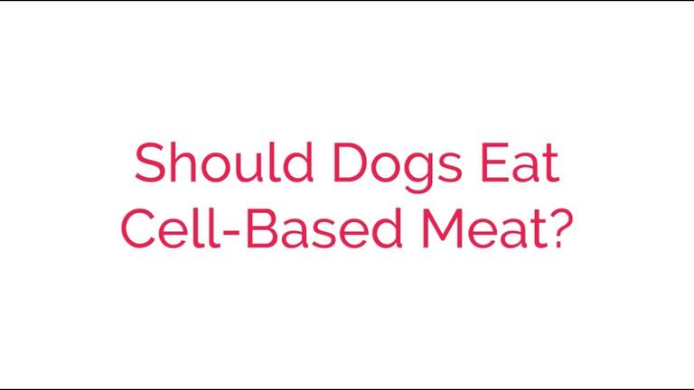 Should Dogs Eat Cell Based Meat?