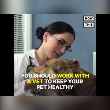 Should Pets Go Vegan Too?