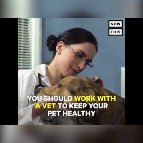 Should Pets Go Vegan Too?