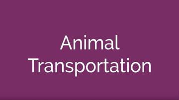Animal Transportation